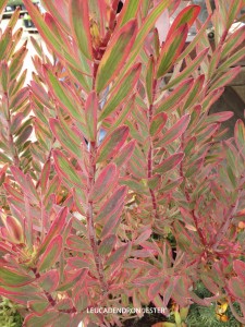 Leucadendron 'Jester' - foliage detail